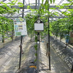 甑フルーツ園 - ビニールハウスではパッションフルーツが栽培されています。