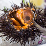 Sanriku wild sea urchin (live sea urchin in shell)