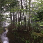 フランスベ－カリー - 