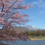 ベーカリー&レストラン沢村 - 矢ケ崎公園の桜