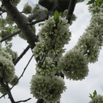 Kuribayashi - 白い梅はたま状に花がついて綺麗！(2017年5月)