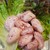 とん家 - 料理写真: