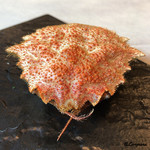 カーサ・デル・チーボ - 毛蟹にを鋭角にした感じ