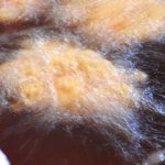 天ぷら もっこす - 