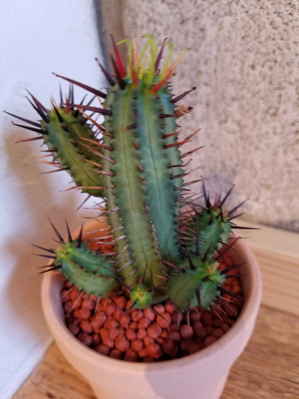 さぼてんさま確認ページ♡ さぼてんちゃん (@sabo_chan_) / Posts / X