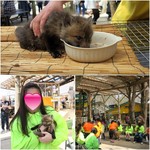 宮城蔵王 きつね村 - 赤ちゃんキツネは抱っこできます