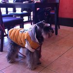 キッツビュール - お利口さんのみ入店可能よ