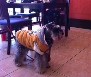 キッツビュール - お利口さんのみ入店可能よ