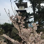 山内うどん店 - 春爛漫2017/4/9