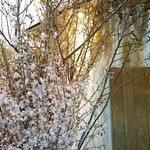 Sushi Hide - 桜も綺麗に咲きました！