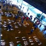 魚問屋・廻船問屋 加治安 - 朝7時から市場のセリを見学