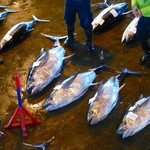 魚問屋・廻船問屋 加治安 - これはメバチかな