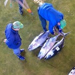 魚問屋・廻船問屋 加治安 - 尾を切っているところ