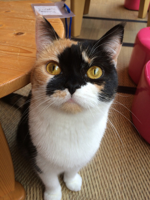 The Photo Of Others Nekokafehapineko Tabelog The Photo Of Others Nekokafehapineko Tabelog