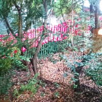 山の茶屋 - 