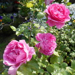 Spice&Dining KALA - 此方の御店主様の様にウツクシイ薔薇♡