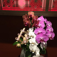 施家菜 - 