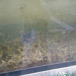 那珂川アンテナショップ 里の香 - 水槽の中のトラフグ