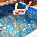 こてつ - いけすから選べる泳ぎ活イカ。店員さんが引き揚げると一瞬で赤くなります。