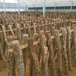 修善寺しいたけの里_2