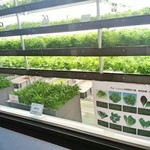 リ リーフ - １Ｆ　水耕野菜工場　2017/05