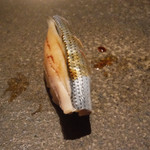 寿し おおはた - 