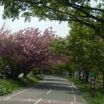 おにぎり家さん - 桜とニセアカシヤ