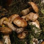 Perseus - 秋にはポルチーニと一緒に焼いてもらうこともできます。あればですけど。