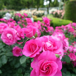 マールブランシュ - おまけ。植物園の薔薇。