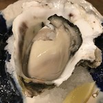 rock Oyster