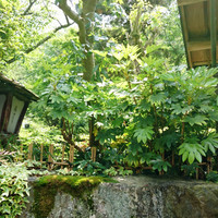 ステーキ割烹花やしき - 