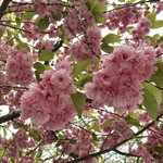 テラスレストラン キタラ - 中島公園の桜です。