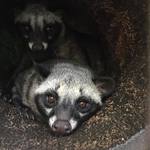 Jambe Asri Agrotourism - 