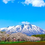 髭 - 近くの小岩井では桜が満開！