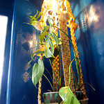 ムジャラ - 店内