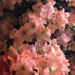 鰻割烹 伊豆栄 梅川亭 - キレー