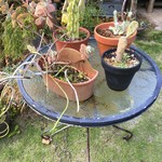 CALiN カフェ＋ザッカ - 