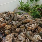 陸奥 こむらさき - 生まじゃく