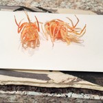 天麩羅 巽 - 才巻海老(足）