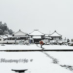 川原寺 花つばき - 