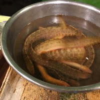 うを徳 - いきなり生きた銀宝が登場！