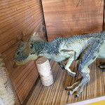 ナミニノカレー - 