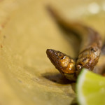 うを徳 - 琵琶湖（びはこ）稚鮎（ちあゆ）有馬煮（ありまに）