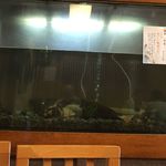 鰻はし本 - 水槽