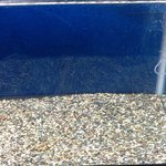 うなぎ亭 友栄 - 友栄●水槽にうなぎの稚魚