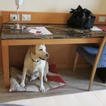 Il Gozzo  NH Collection Genova Marina - 犬の簡易ベッド