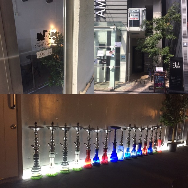 Sweet Camel  photo 4