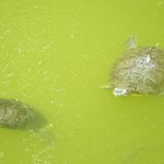 とんかつ 力亭 - カメさん達の逢引き？