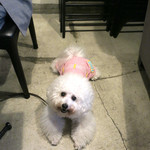 PACE - 犬らしく、お利口さん！！