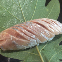 お料理 佐藤 - 